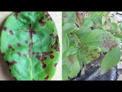 MSU AgBioResearch develops