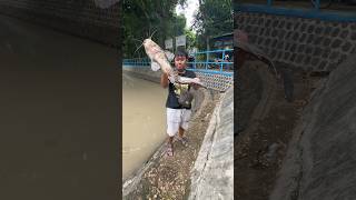 Fishing Gets Monster Catfish Weighing 10 Kg #fishing #catfish #monstercatfish #fishingmania #wild...