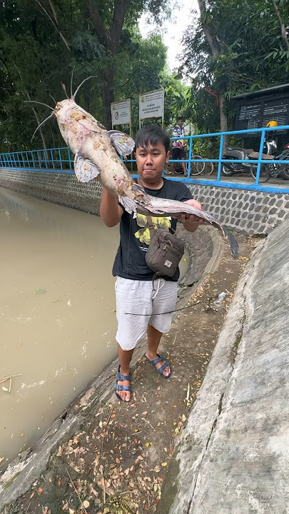 Fishing Gets Monster Catfish Weighing 10 Kg #fishing #catfish #monstercatfish #fishingmania #wild...