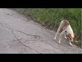 【衝撃】寂し過ぎて泣きながら走ってきた捨て犬、その犬の首には靴の紐が・・【世界が感動！涙と感動エピソード】