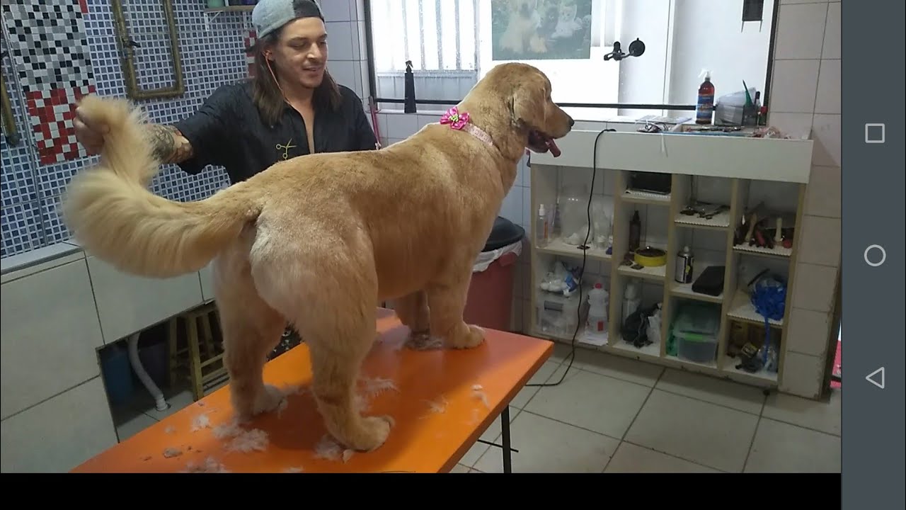 Tosa (Golden retriever ) - YouTube