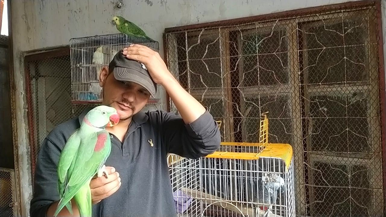 Parrots Itching and Feather Issue & Solutions | Urdu / Hindi | PBI Official