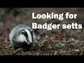 Looking for badger setts