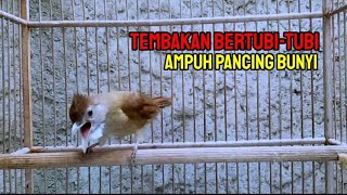 KAPAS TEMBAK GACOR NGEPIK NEMBAK BERTUBI-TUBI