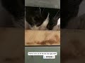 You better watch out, human 😼 | Hãy coi chừng tôi đấy Sen