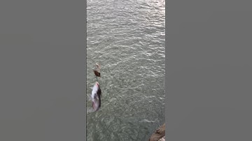 Câu cá ngạnh sông đà đang trong giai đoạn bụng to #shorts