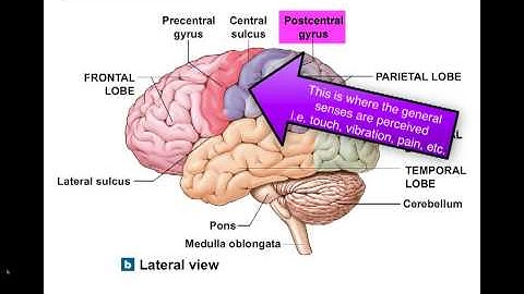 Ch 14 The Cerebrum.mp4