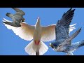 Сокол Сапсан Атакует Голубя!!! Falcon Peregrine Attacks the Pigeon!!!