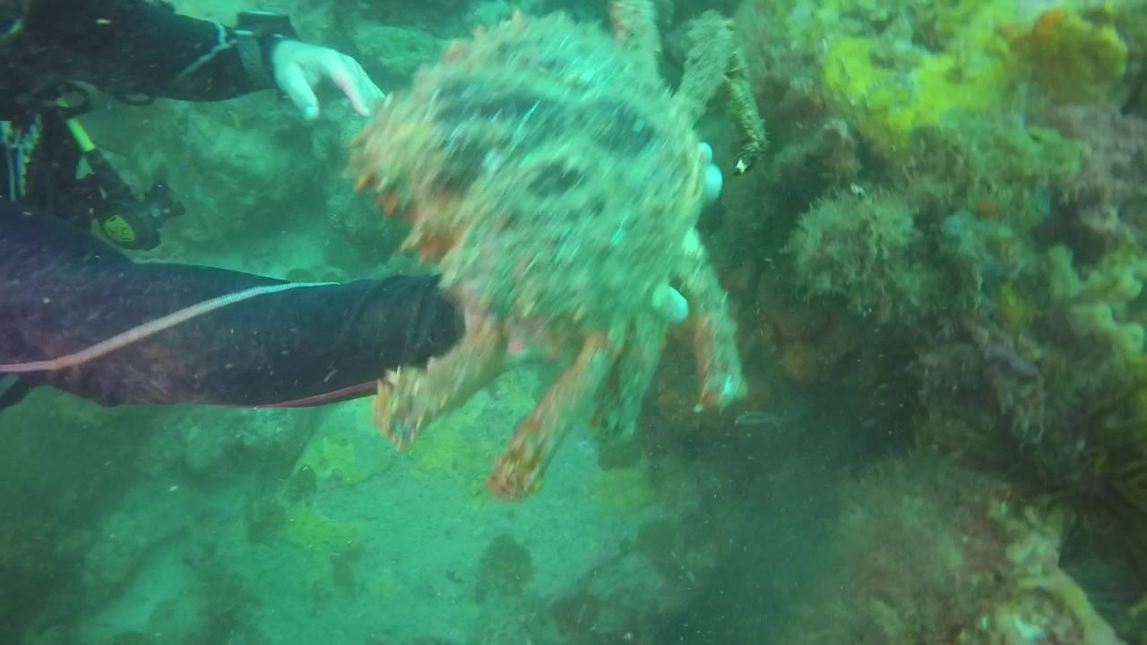 Martinique Diving with Alpha Plongee YouTube