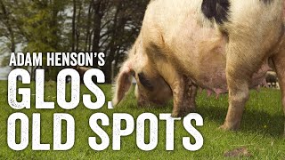 The Champagne Of The Pork World... Here's Why - Adam Henson by Cotswold Farm Park 19,216 views 1 year ago 7 minutes, 41 seconds