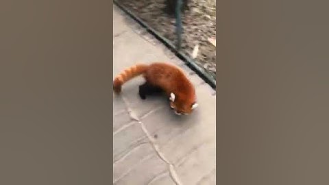 When red pandas feel threatened, they stand up and wave their claws around