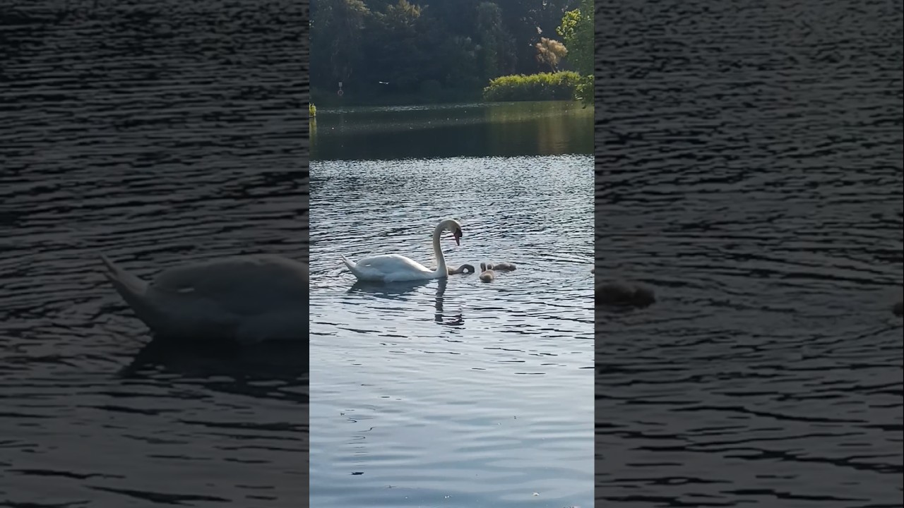 Mother swan and cubs walk feeding 