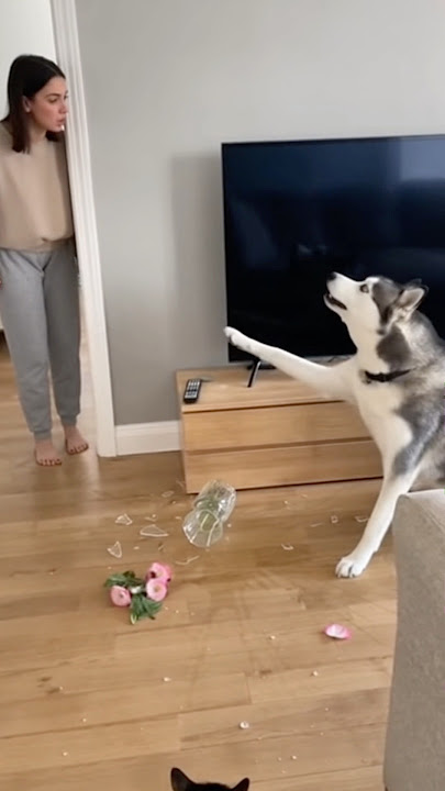 cat blamed the dog haha so much funny sharts videoo🐱🐶🤣…#cat #dog #funnyvideos #catsoftiktok