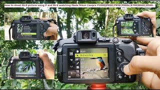Shoot Bird picture using P and Bird watching Mode Nikon Coolpix P1000 P900 P950 P900s B700 B600 B500