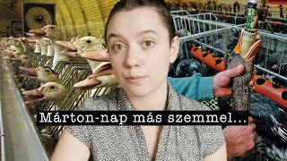 Ha lúd, akkor legyen kövér - Márton-nap más szemmel