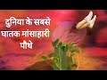        top 5 carnivorous plants in the world in hindi