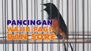 PANCINGAN MURAI BATU GACOR EFEKTIF UNTUK MURAI MUDA DAN MALES BUNYI AGAR IKUT GACOR