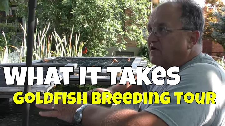 A Fish Room Tour of One of the USA's Top Goldfish ...