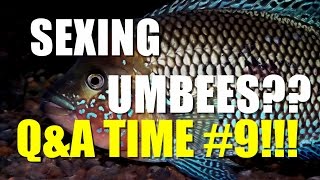 SEXING UMBEES??? | Q&A TIME #9