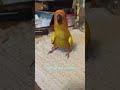SunConure #parrot #birds #pets #silly #conure #funny #cute #animals #viralshorts #shorts #viralvideo
