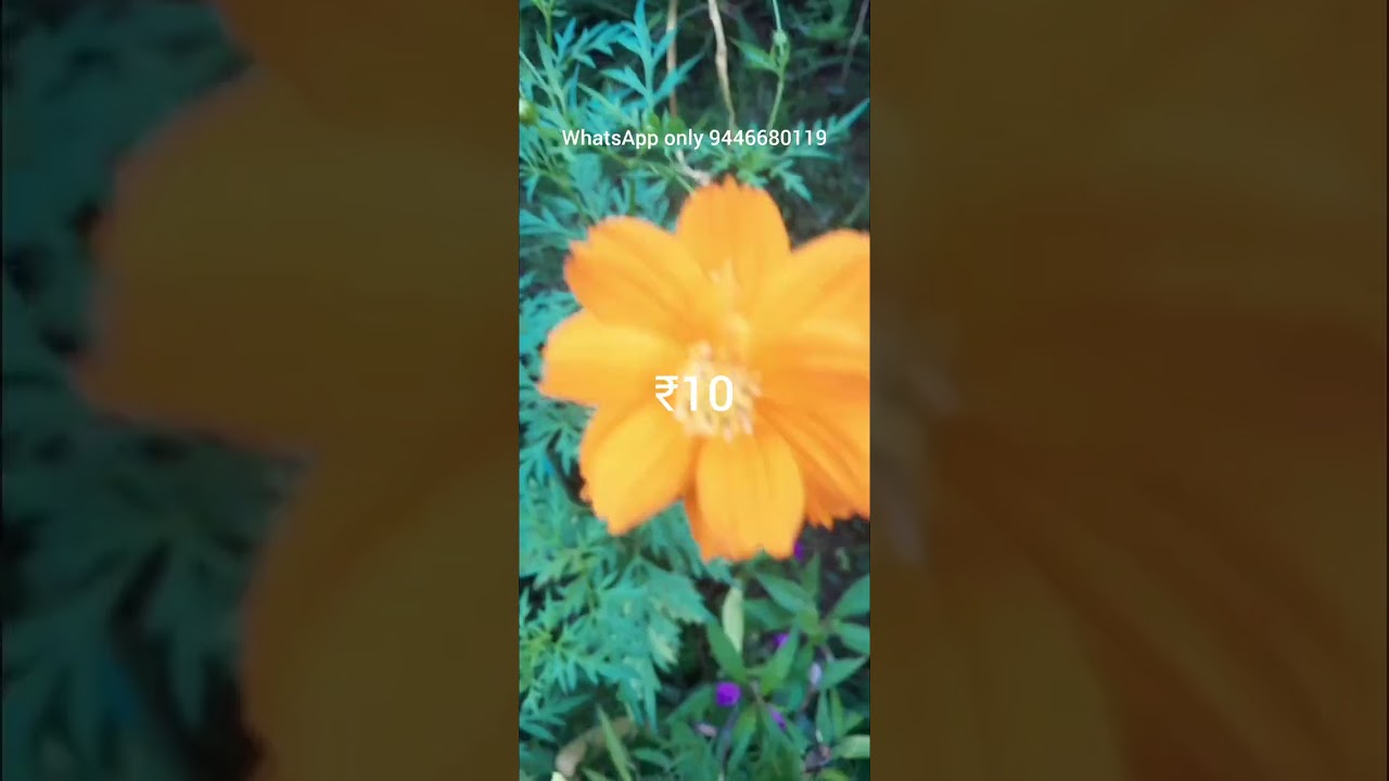 Plants Stock clearance sale