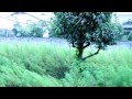 同じ夜(cover) / Leenjean
