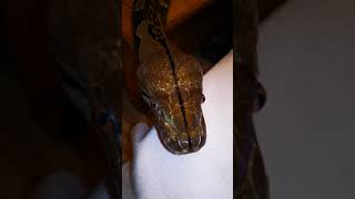 Blödes Gelaber mit My Ling😁🐍❤️
