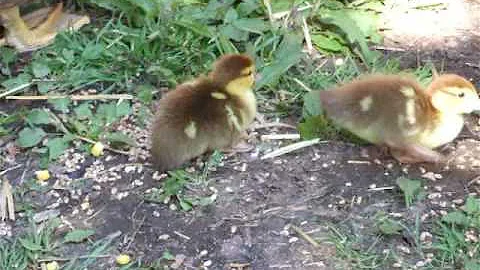 Jane & Tims new ducklings