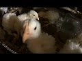 Почему могут не расти бройлеры