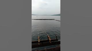 Story' wa 30 detik mancing ikan nila badot jati luhur