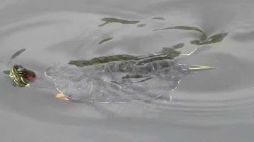 Red-eared Slider (Trachemys scripta elegans) (Pond Slider) Swimming