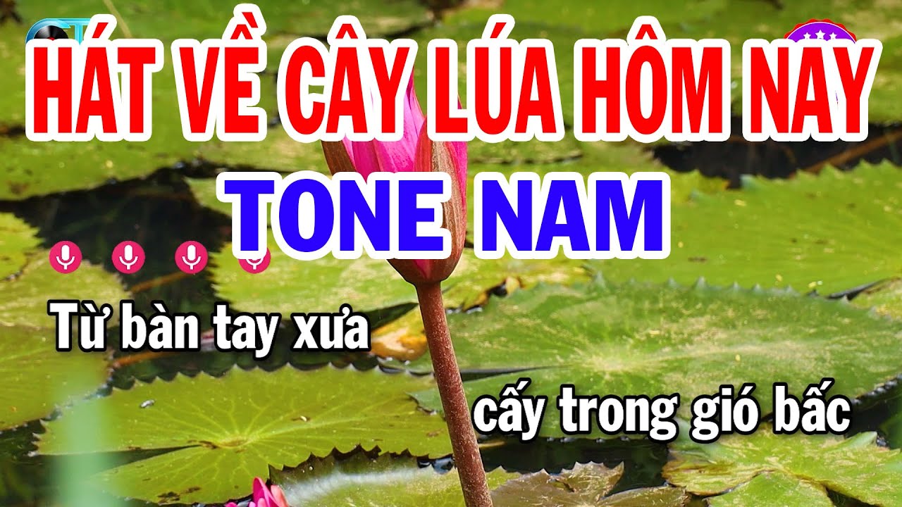 Karaoke Hát Về Cây Lúa Hôm Nay Tone Nam ( Fa Thứ ) Nhạc Sống Cha Cha