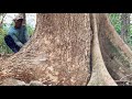 Towering High ‼️ Cut down the fused trembesi tree.