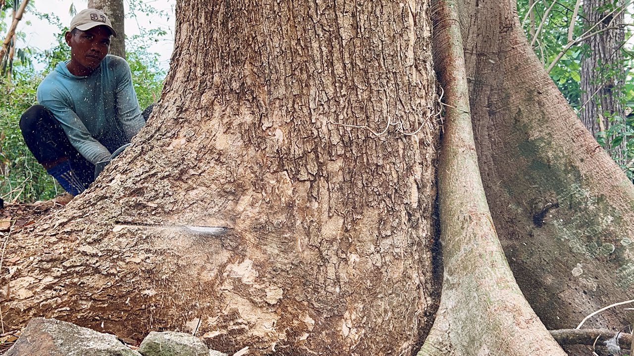 Towering High ‼️ Cut down the fused trembesi tree.