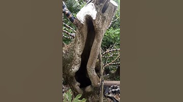 Làm đẹp cho gốc lộc vừng quái , thân rỗng 