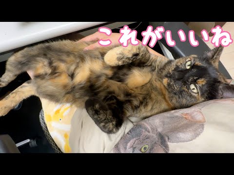 ママの上でリラックスしまくりのサビ猫