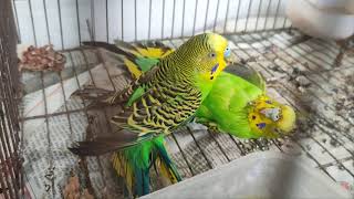 Budgies fighting one another || Love birds fighting sound || Parakeet fighting || Annabia's Life