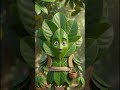 Jackfruit Leaves Green Wrap 🍃 Edible Leaf &amp; Antioxidant Support #Shorts