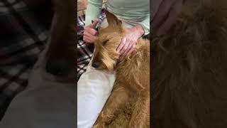 Irish Terrier Hand strip