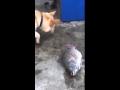 Dog trying to save fishes  heart melting scene 