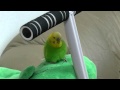 おしゃべりインコのピッピは緑のぬいぐるみが好き！Bird Like Stuffed Frog