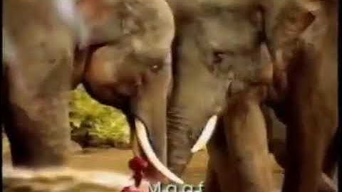 Iklan Polytron TV Minimax - Animals Adventure (1999) @ TPI, Indosiar, SCTV, & RCTI