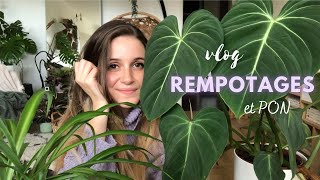 On rempote des plantes et je vous montre mes plantes transférées en PON