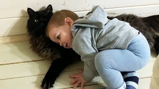 CHILD'S REACTION TO A MAINE COON