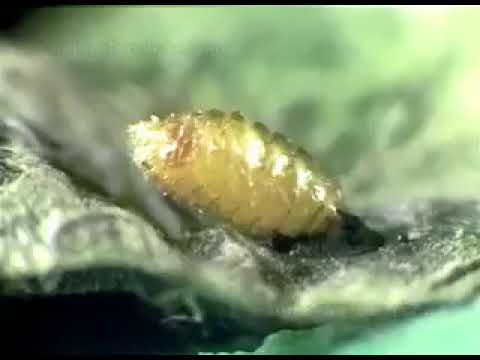 leaf miner