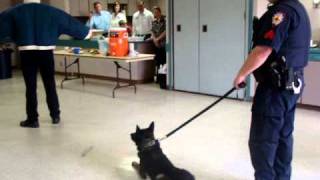 K-9 Apprehension Demonstration