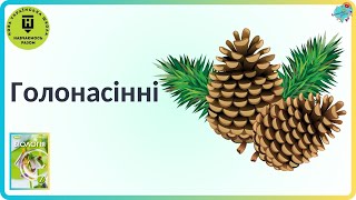 картинка: Голонасінні