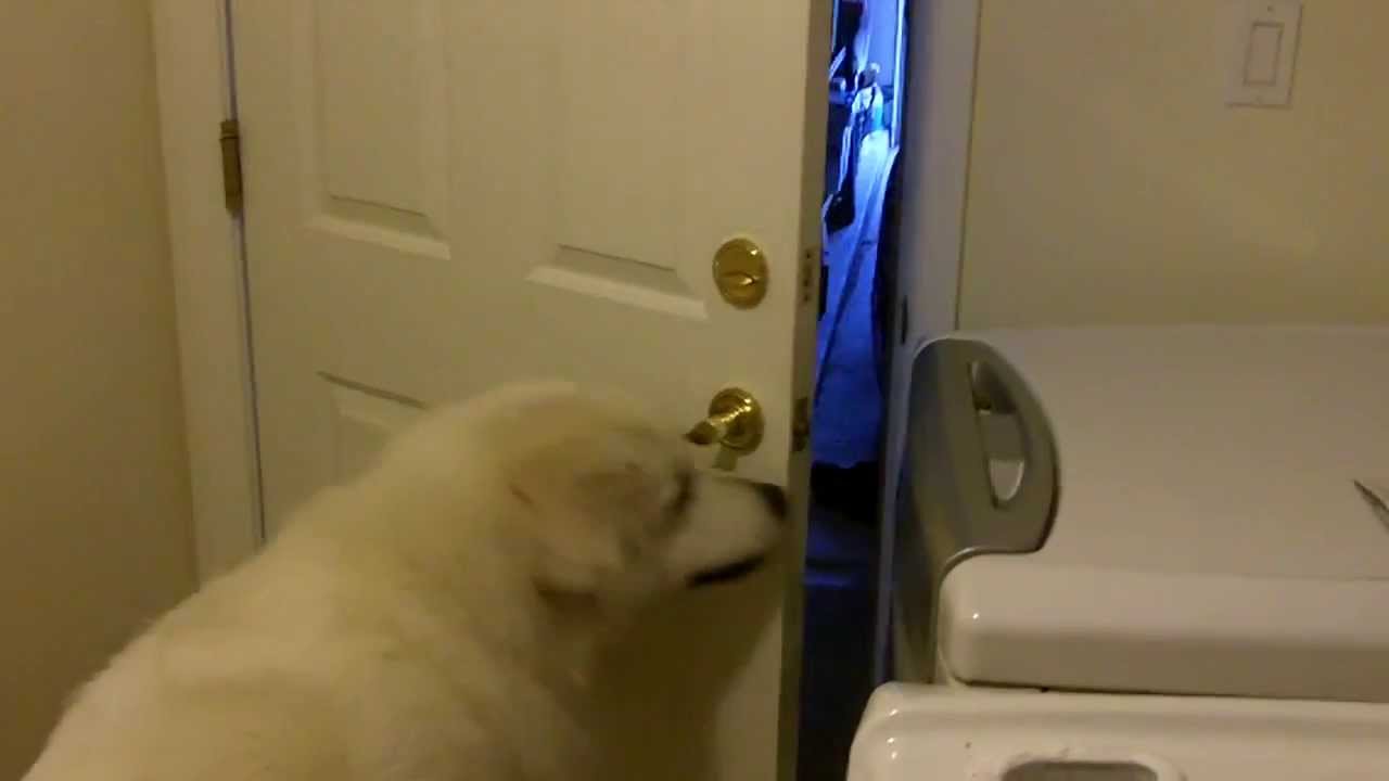 Dog Opens Door YouTube