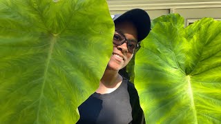 HOW TO GROW ELEPHANT EAR PLANTS IN POTS AND IN GROUND | GARDEN ZONE 5B