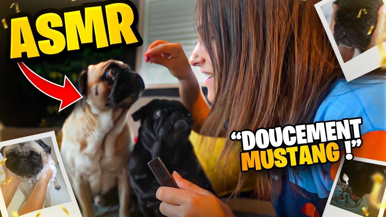 Je teste l’ASMR avec mes chiens 😂